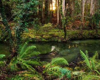 Scenic view of lake in forest