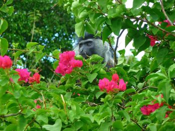 Low angle view of monkey on flower tree