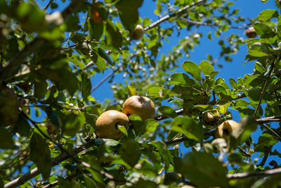 A cluster of golden russet orchard apples on an organic fruit tree with blue sky