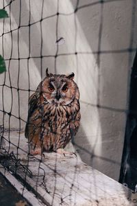 Portrait of owl in cage