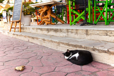 Portrait of cat sitting outdoors