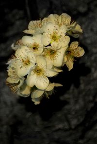 Close-up of white flowers