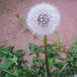 Close-up of dandelion flower