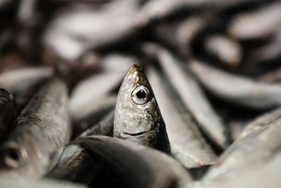 Close-up of lizard