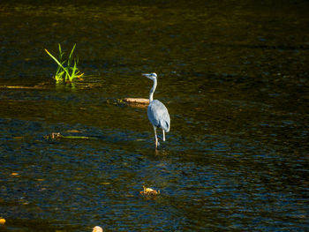 Bird in lake