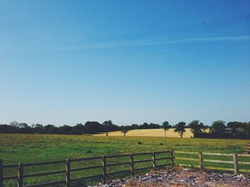 Plants growing on field against blue sky