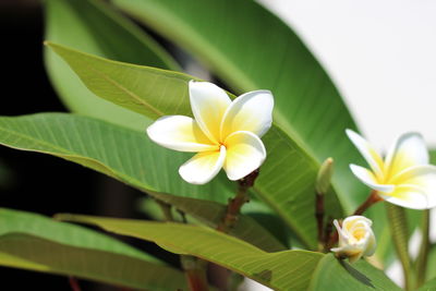 Close-up of frangipani on plant