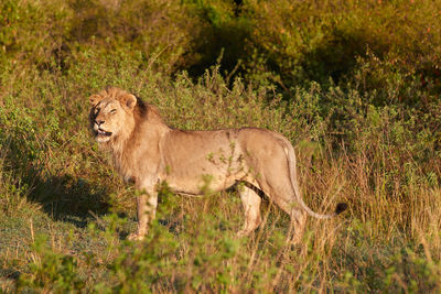 Side view of a cat on grass