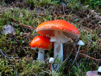 Close-up of fly agaric mushroom on field