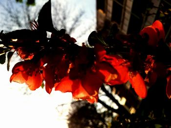 Close-up of red flower