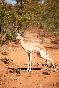 Side view of horse on land