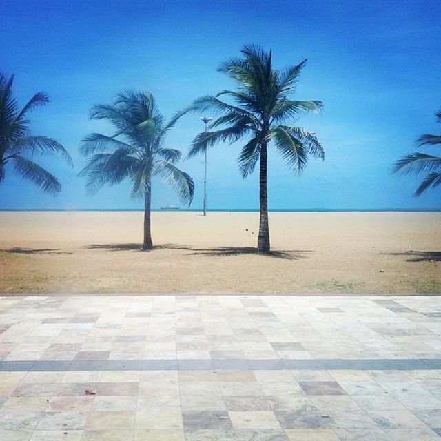 palm tree, tree, blue, sea, tranquility, water, tranquil scene, beach, clear sky, sky, shadow, nature, scenics, beauty in nature, growth, sunlight, tree trunk, sand, shore, horizon over water