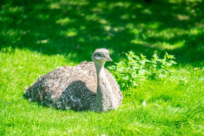 Close-up of a bird on grass