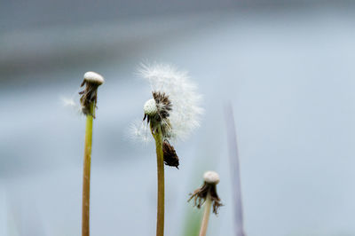 Low angle view of dandelion