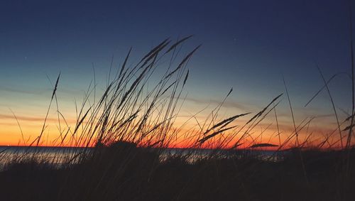 Silhouette plants on field against sky at sunset