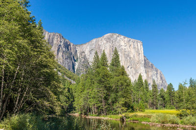 Low angle view of trees in forest against clear sky