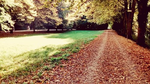 Road amidst trees