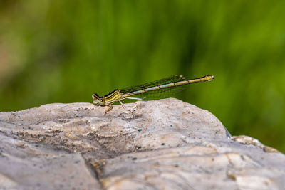 Close-up of insect on rock