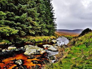 Scenic view of trees on landscape against sky