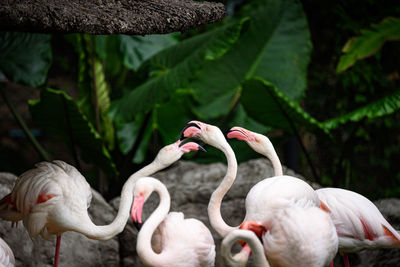 Close-up of birds