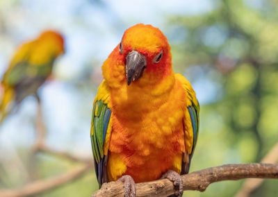 Close-up of parrot perching on branch