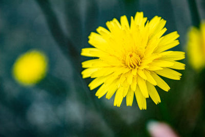 Close-up of yellow flowering plant