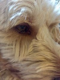Close-up portrait of a dog