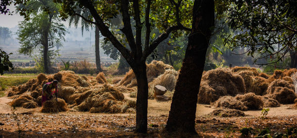 View of dead tree on field