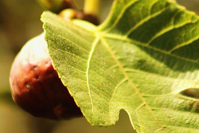 Close-up of fruit on leaf