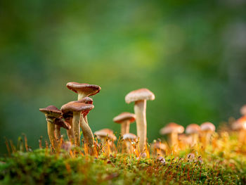 Close-up of mushroom growing on field