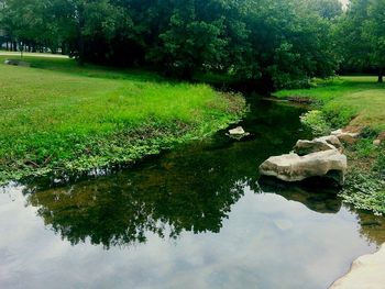 Reflection of trees in pond