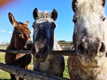 Portrait of horses in pen