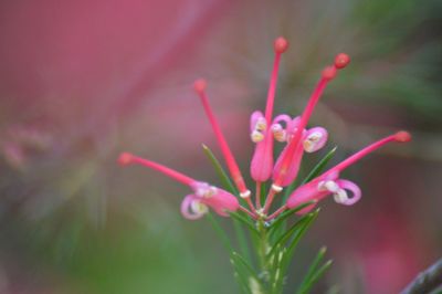 Close-up of pink flower blooming outdoors