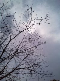 Low angle view of silhouette bare tree against sky