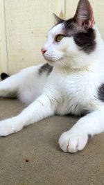 Cat resting on white surface