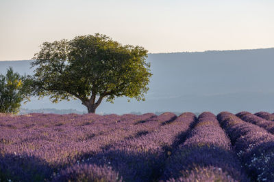 Trees growing on field against clear sky