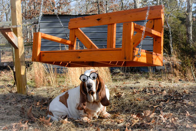 Dog next to swing and wearing funny glasses 