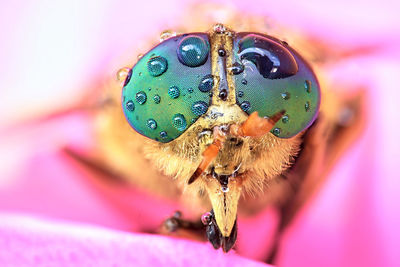 Close-up of insect on pink flower