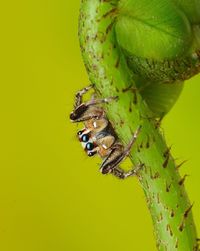 Close-up of spider on stem