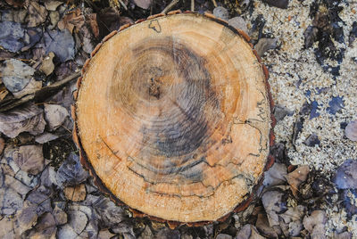 Close-up of logs on tree stump in forest