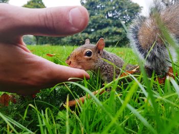 Close-up of hand holding squirrel on grass