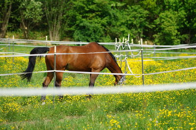 Horse standing in ranch