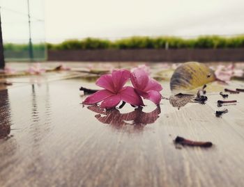 Close-up of lotus water lily in lake