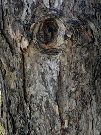Close-up of a tree trunk
