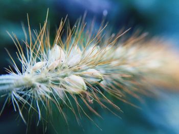 Close-up of dandelion