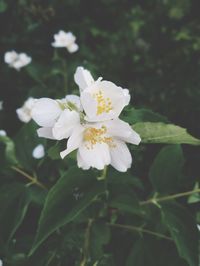 Close-up of white flowering plant
