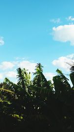 Low angle view of trees against sky