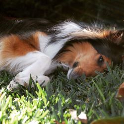 Close-up of dog on grass