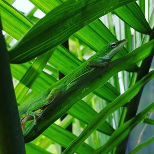 Close-up of lizard on tree