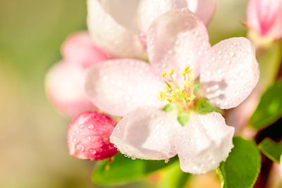 Close-up of wet pink flowering plant